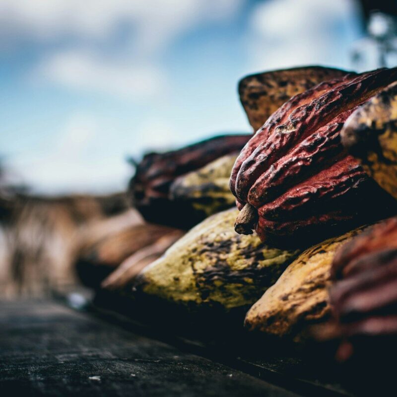 Cacao pods and dried cacao, a medicinal and ceremonial plant with a history spanning Mesoamerica to European apothecaries