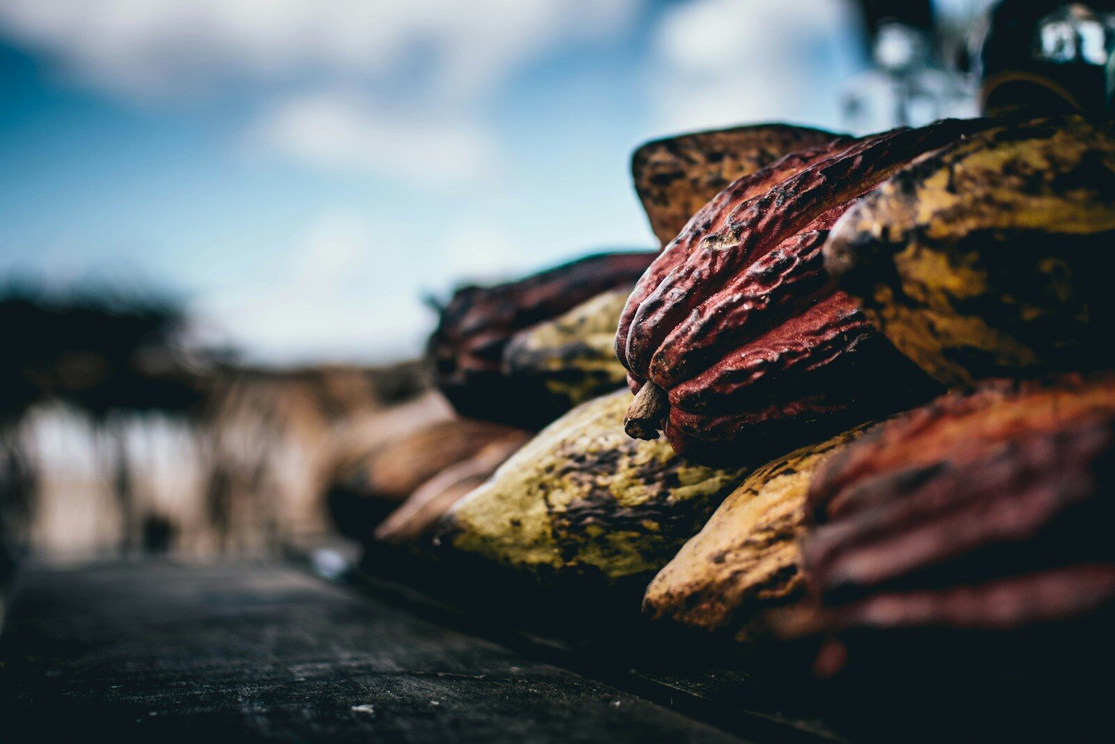 Cacao pods and dried cacao, a medicinal and ceremonial plant with a history spanning Mesoamerica to European apothecaries