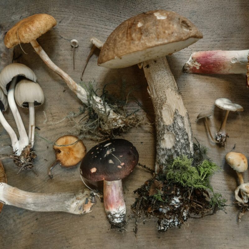 Wildcrafted mushrooms laid flat, representing the chemical differences between wild and cultivated medicinal fungi