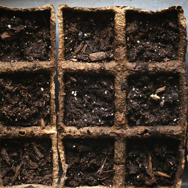 Medicinal herb seeds ready for cold stratification, a propagation method for woodland and perennial plants