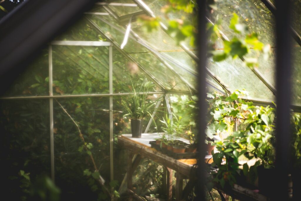 Potted medicinal plant thriving in shade, illustrating woodland herb growing conditions for a shade medicinal garden