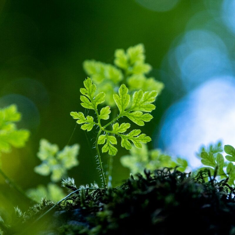 Medicinal plant close-up, representing herbs with hepatotoxic potential discussed in clinical herbalism safety education
