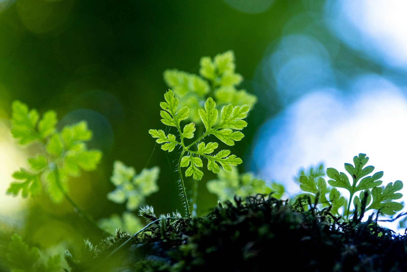 Medicinal plant close-up, representing herbs with hepatotoxic potential discussed in clinical herbalism safety education