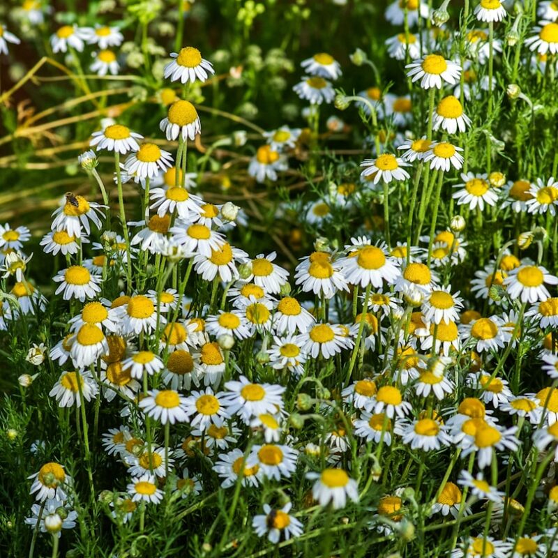 Chamomile flowers in bloom, a medicinal herb with a long history of use during pregnancy and for digestive and nervous system support