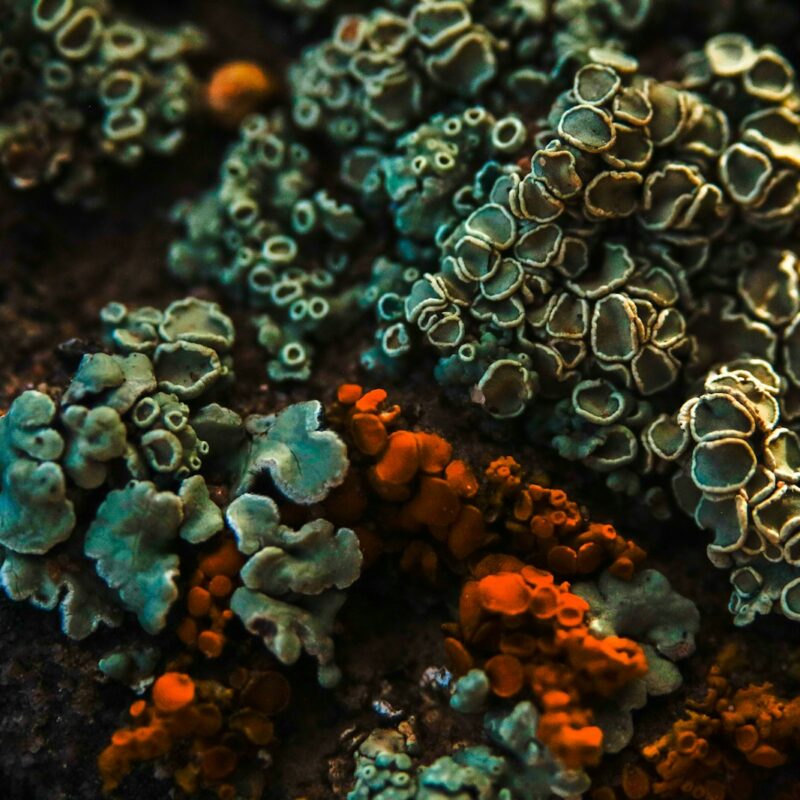 Colorful lichen growing on rock, a composite organism studied in ethnobotany and natural history