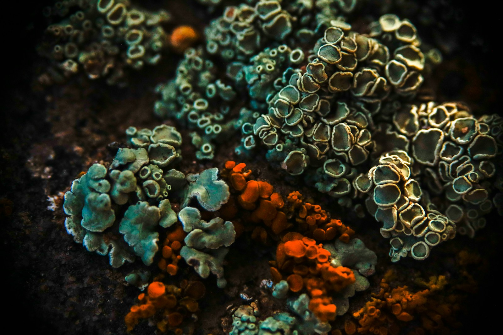 Colorful lichen growing on rock, a composite organism studied in ethnobotany and natural history