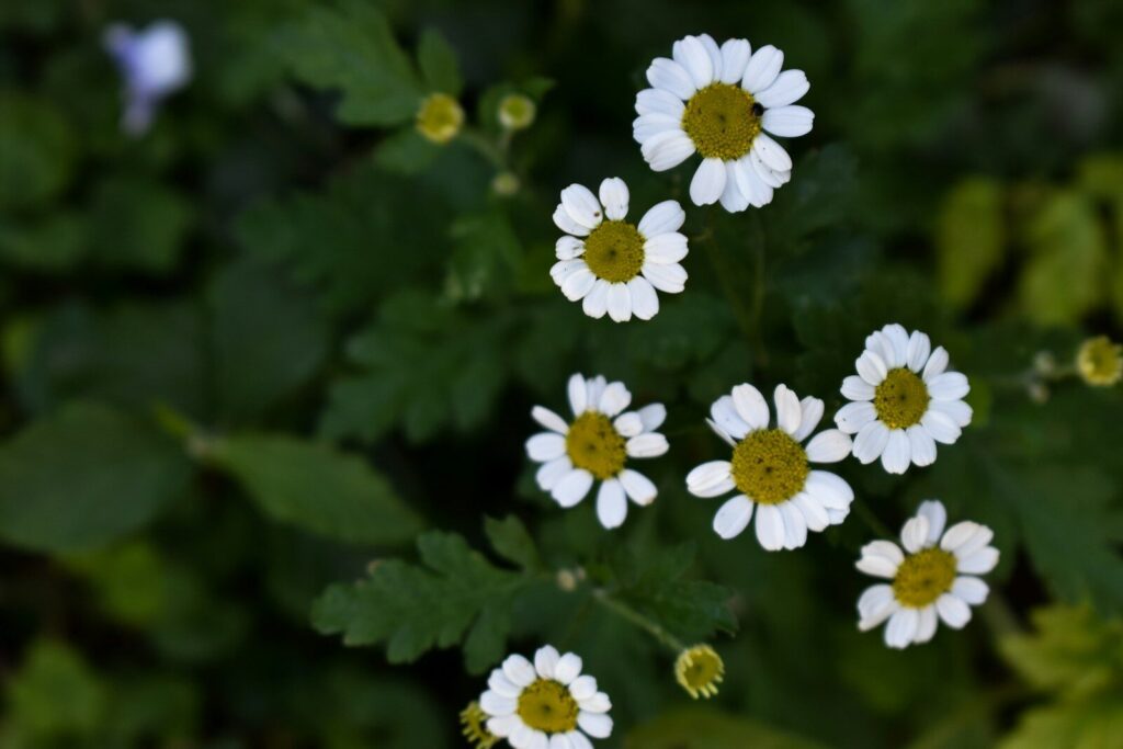 White meadowsweet flowers, a medicinal herb used in clinical herbalism for tension and inflammatory headache support