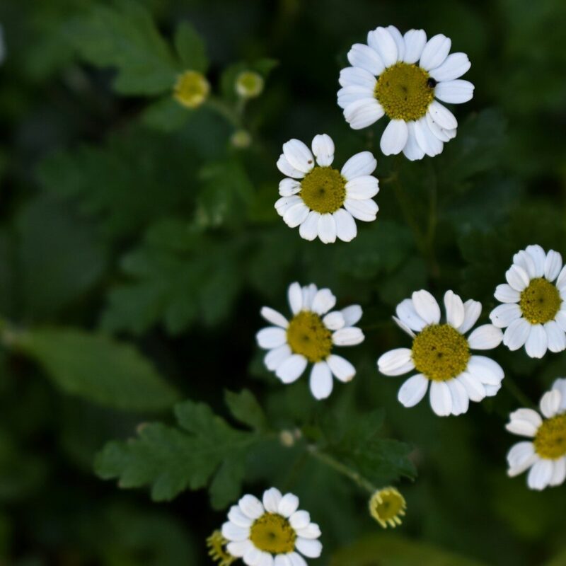 White meadowsweet flowers, a medicinal herb used in clinical herbalism for tension and inflammatory headache support