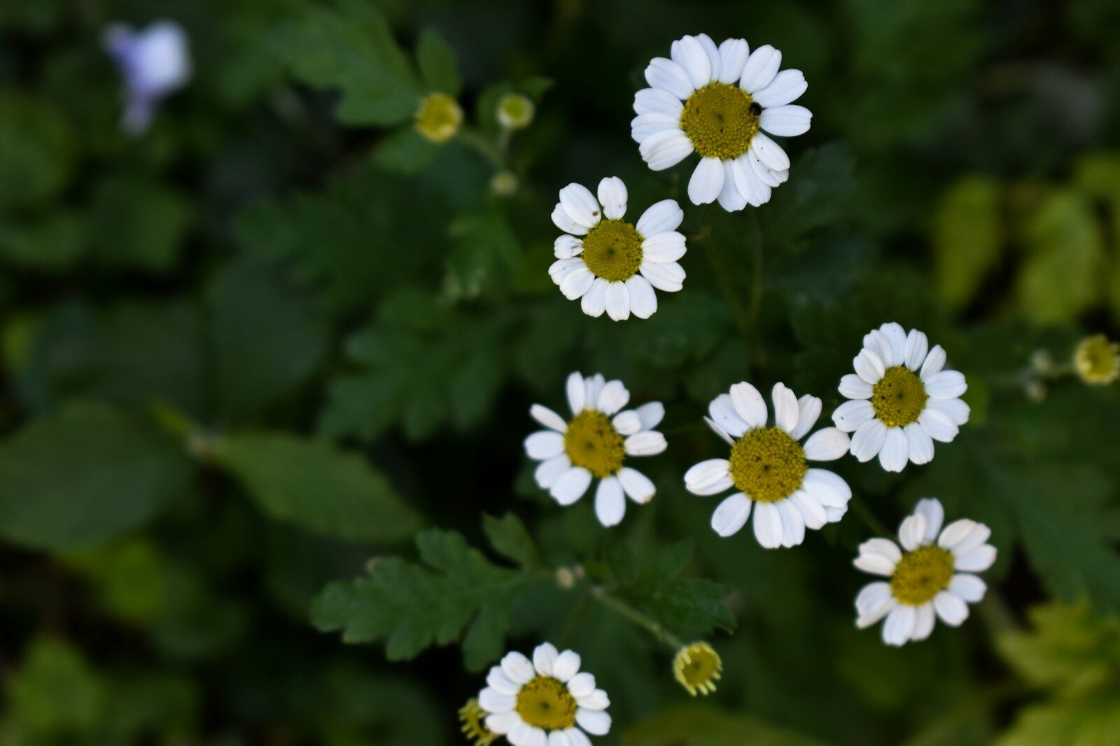 White meadowsweet flowers, a medicinal herb used in clinical herbalism for tension and inflammatory headache support