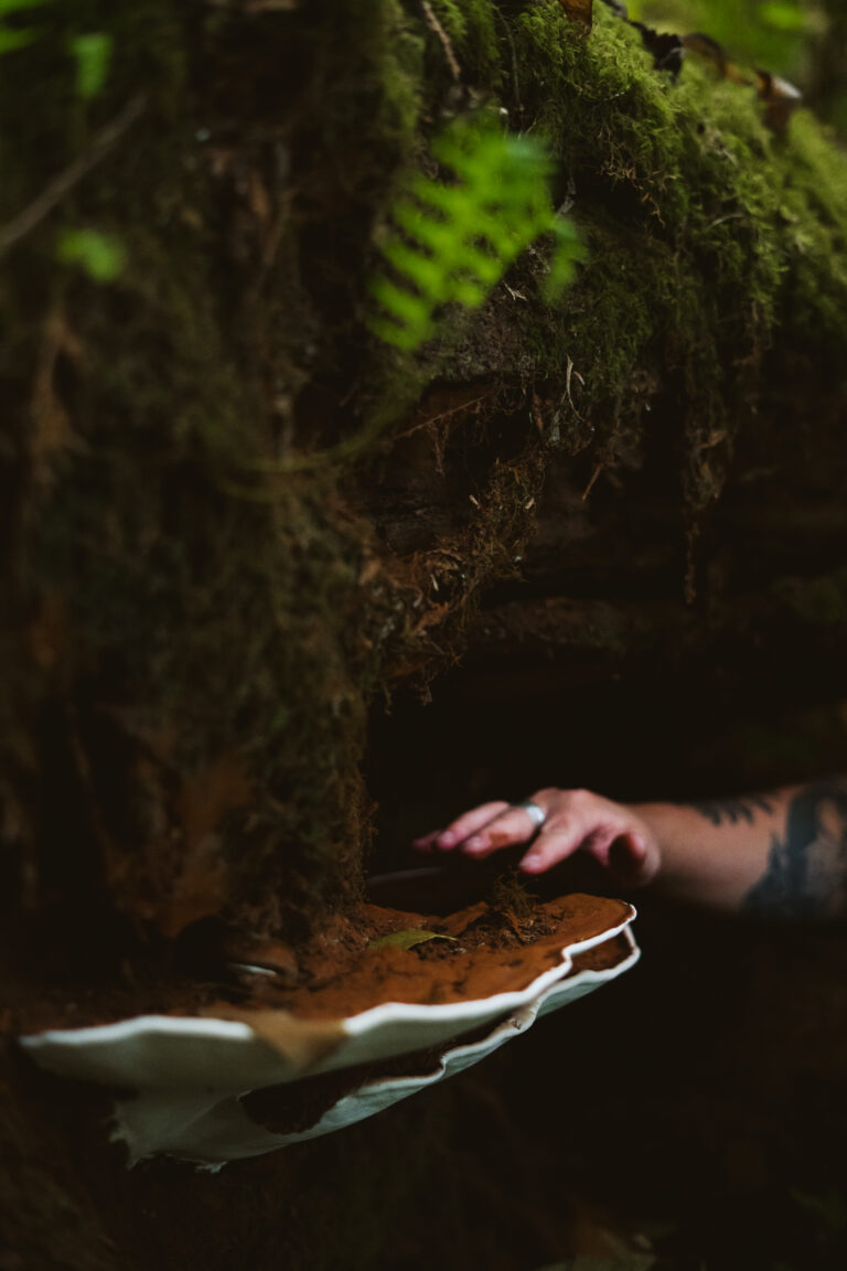 A hand reaching for a shelf fungus