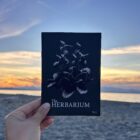 The Herbarium held up at the beach at sunset