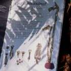 Inside The Herbarium Vol. 2, a page of ghost pipe illustrations in dappled light on the forest floor